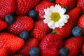 Red strawberry , blueberry background Royalty Free Stock Photo