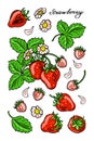 Red Strawberry. Color berries and flowers set. Hand-drawn flat image. Vector illustration.