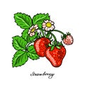 Red Strawberry. Color branch of berries. Vector illustration on a white background.