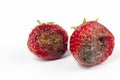 Strawberry with mold Royalty Free Stock Photo