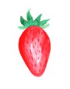 Red strawberry. Drawing by watercolor. Royalty Free Stock Photo