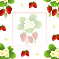 Red Strawberry and Flower Banner on White Background Royalty Free Stock Photo