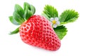 Red strawberry fruit with green leaves and flower isolated on white background. Royalty Free Stock Photo