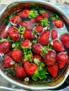 Red Strawberry fruit inside the pot Royalty Free Stock Photo