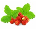 Red strawberry fruits with green leafs Royalty Free Stock Photo