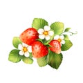 Red strawberry fruits with green leaves. Digital painting illustration isolated on white background Royalty Free Stock Photo