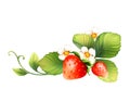 Red strawberry fruits with green leaves. Digital painting illustration isolated on white background Royalty Free Stock Photo