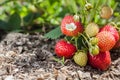 Red strawberry fruits and unripe white, Royalty Free Stock Photo