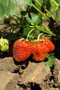 Red strawberry in the garden. Harvesting