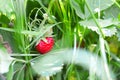 red strawberry in green leaves A closeup view of an organically grown strawberry plant in a country garden hanging off Royalty Free Stock Photo