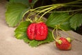 Red Strawberry With Green Leaves In Garden.