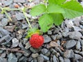 Red strawberry Royalty Free Stock Photo