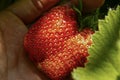 Red strawberry on hand close-up.