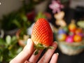 Red strawberry in hand. Royalty Free Stock Photo