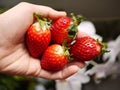 Red strawberries in hand. Royalty Free Stock Photo