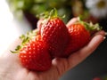 Red strawberries in hand. Royalty Free Stock Photo