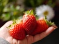 Red strawberries in hand. Royalty Free Stock Photo