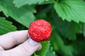 Red strawberry in hand on green leaves background. Fresh ripe berry. Royalty Free Stock Photo