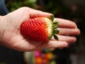 Red strawberry in hand. Royalty Free Stock Photo