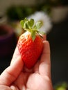 Red strawberry in hand. Royalty Free Stock Photo