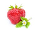 Red strawberry isolated on white background Royalty Free Stock Photo