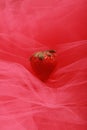 Red strawberry on pink tull fabric Royalty Free Stock Photo