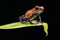 Red strawberry poison dart frog Costa rica Royalty Free Stock Photo