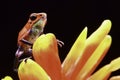 Red strawberry poison dart frog Costa rica Royalty Free Stock Photo