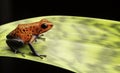 Red strawberry poison dart frog Costa rica Royalty Free Stock Photo