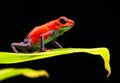 Red strawberry poison dart frog Costa rica Royalty Free Stock Photo