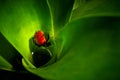 Red Strawberry poison dart frog, Dendrobates pumilio, in the bro Royalty Free Stock Photo