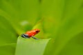 Red Strawberry poison dart frog, Dendrobates pumilio, in the nature habitat, Costa Rica. Close-up portrait of poison red frog. Rar