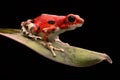 Red strawberry poison dart frog Royalty Free Stock Photo