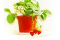 Red strawberry on pot culture Royalty Free Stock Photo