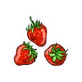 Red Strawberry. Three color berries. Vector illustration on a white background.