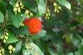 Red strawberry tree fruits Arbutus unedo ripe on the tree.