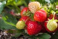 Red strawberry and unripe white fruits on a strawberry bush growing on a bed