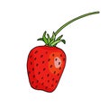 Red strawberry vector illustration. Hand drawn cartoon doodle drawing. Sweet berry isolated on white background for package, Royalty Free Stock Photo