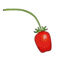 Red strawberry vector illustration. Hand drawn cartoon doodle drawing. Sweet berry isolated on white background for package, Royalty Free Stock Photo
