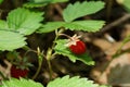 Red strawberry on wild bush with green leaves Royalty Free Stock Photo