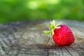 Red strawberry on a wood in the garden Royalty Free Stock Photo