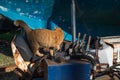 Red stray cat on a rusty abandoned bulldozer