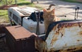 Red stray cat on a rusty abandoned bulldozer