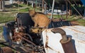 Red stray cat on a rusty abandoned bulldozer