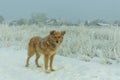 Red stray dog in winter on the road Royalty Free Stock Photo