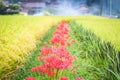 Red Streak of Spider Lilies Royalty Free Stock Photo