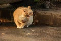 Image of a red-haired aggressive cat on the pavement Royalty Free Stock Photo