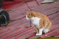 Red street cat on a red roof Royalty Free Stock Photo