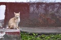 Red street cat sits on the kerb