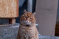 Red street cat Royalty Free Stock Photo